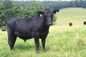 Angus_cattle_24
