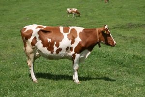 Rinderrasse: Limousin Rind