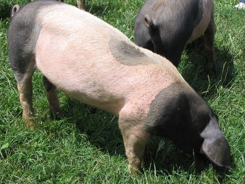 Schweinerasse: Schwäbisch-Hällisches Landschwein