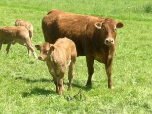 Rinderrasse: Limousin Rind