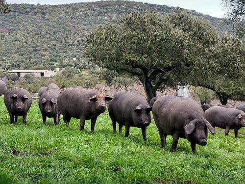 Schweinerasse: Iberico