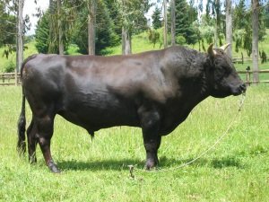Full_Blood_Wagyu_Bull_in_Chile